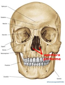 Apertura Piriforme | KINESIOPATIA