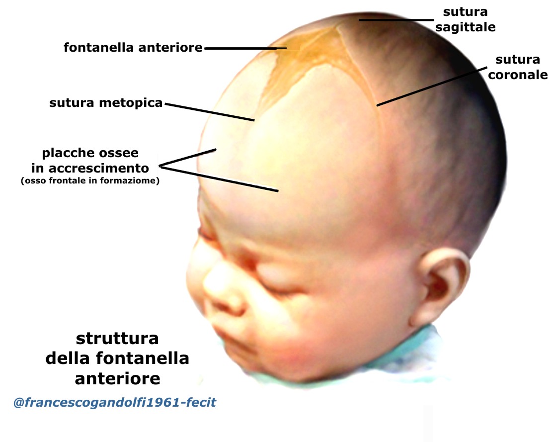 Fontanella | KINESIOPATIA