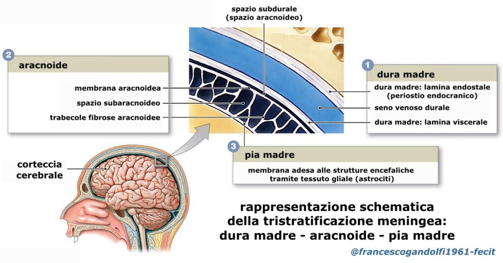 dura madre cranica